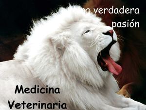 Proyecto de vida - Medicina Veterinaria Zootecnista