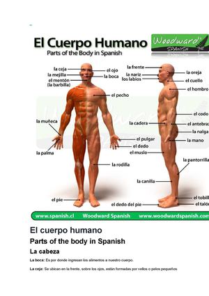 El Cuerpo Humano
