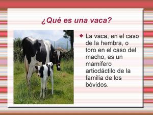 La Vaca