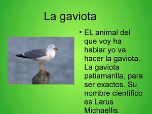 Las Gaviotas