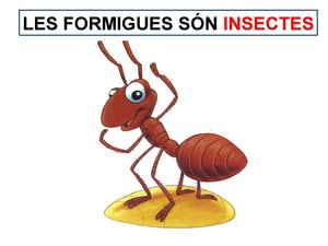 què hem après de les formigues