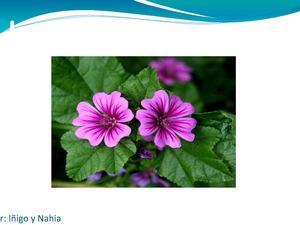 La Fotosíntesis Y Las Plantas