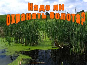 Болота презентация