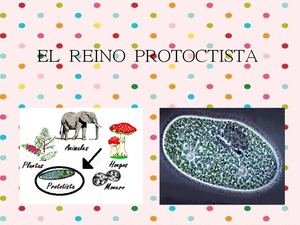 El Reino Protoctista