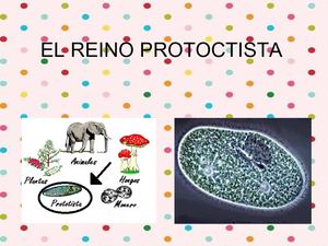 El Reino Protoctista