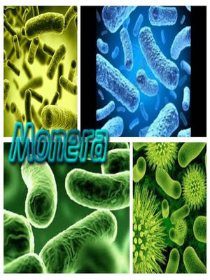 Presentaci N De Las Moneras