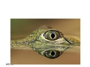 Презентация на тему "Отряд Крокодилы"