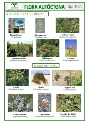Flora Duna Y Bosque Dunar. 2013