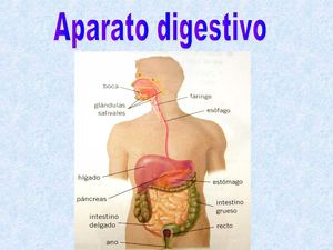 Aparato Digestivo