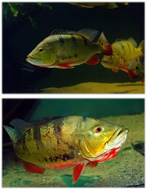 Pavón (Cichla Ocellaris)