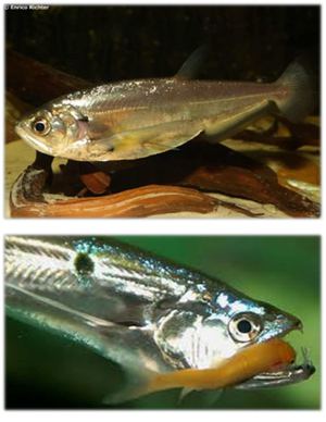 Payara (Hydrolycus scomberoides )