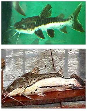 Paletón (Sorubimichthys Planiceps)