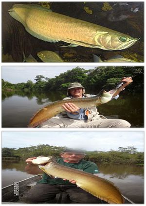 Arawana Plateada O Arawana Amazónica (Osteoglossum Bicirrhosum)