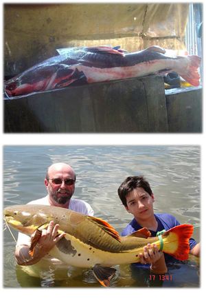 Cajaro (Phractocephalus Hemiliopterus)