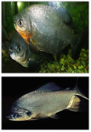 Cachama (Piaractus Brachypomus)