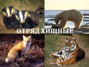 Отряд хищные животные 7 класс