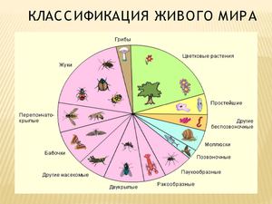 Ракообразные