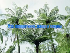 Мхи Папоротники Хвощи Плауны