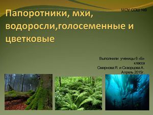 Папоротники, мхи, водоросли