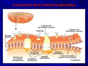 DIAPOSITIVAS DE FISIOLOGIA