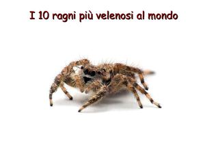 I 10 ragni più velenosi