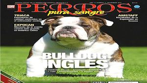 Bulldog2