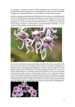 Las Orquídeas U Orquidáceas