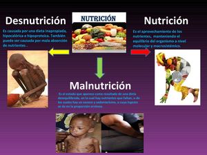 Nutrición