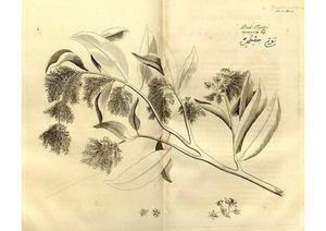 Hortus Indicus Malabaricus