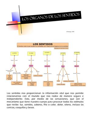 Organos De Los Sentidos