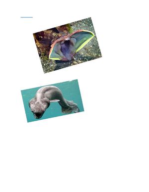 Los Animales Exoticos