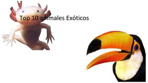 Top 10 Animales Exóticos