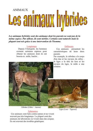 Animaux Hybrides