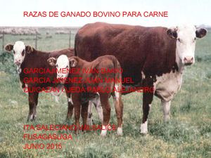 Ganado Bovino PARA LA PRODUCCIÓN DE CARNE