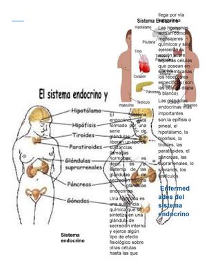 Sistema Endocrino