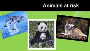 Animal At Risk Carmela Sarah Valeria