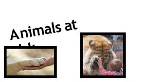 Animals At Risk Manuel, Alain, Costantino