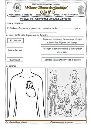 El Sistema Circulatorio