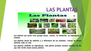 Las Plantas Y Su Clasificación