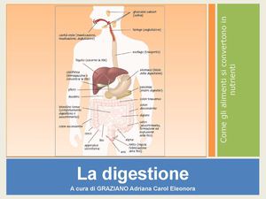 Graziano Adriana Ce Lezione Digestione