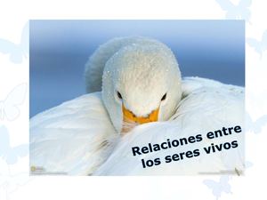 Interacciones entre seres vivos