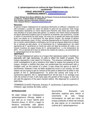 C Sphaerospermum En Cultivos De Agar Extracto De Malta Con P Carolinensis Panamá