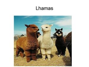 Lhamas