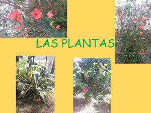 Las Plantas