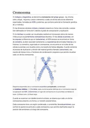 Cromosoma