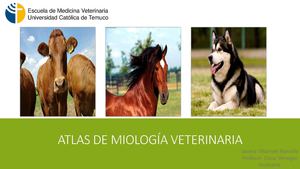 Atlas De Miología Veterinaria