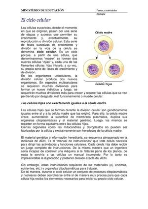 Ciclo Celular