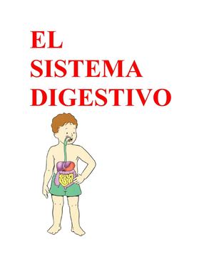 El Sistema Digestivo