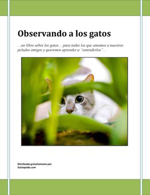 Observando A Los Gatos