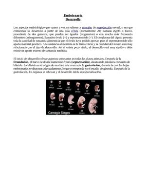 Desarrollo Embrionario